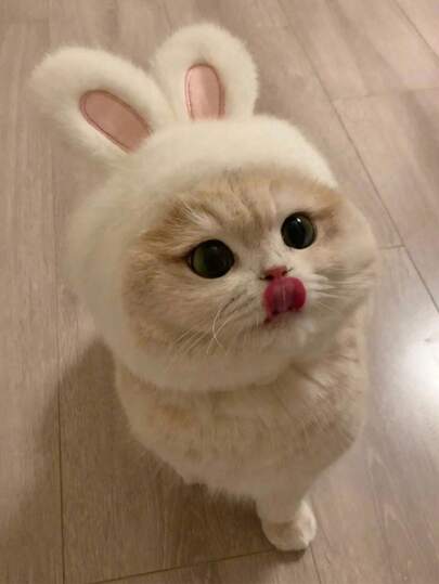 Cute Cat Accessories For Halloween, Suitable For 2-7kg Pets, Christmas Pet Headwear White Rabbit Pet Headwear, Cat Dog Universal Internet Celebrity Rabbit Hat, Cute Rabbit Pet Photo Props Headwear For Halloween