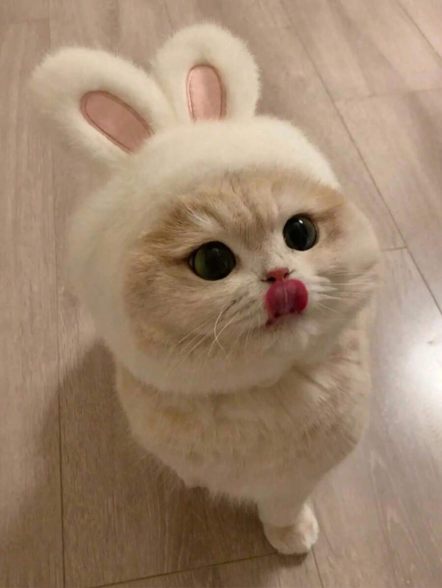 Cute Cat Accessories For Halloween, Suitable For 2-7kg Pets, Christmas Pet Headwear White Rabbit Pet Headwear, Cat Dog Universal Internet Celebrity Rabbit Hat, Cute Rabbit Pet Photo Props Headwear For Halloween - White - View 1