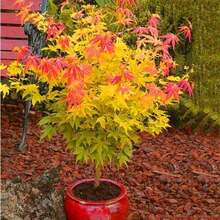 Japanese Red Maple Tree, Specially Cultivated For Garden Decoration, Outdoor Flowering PlantsHalloween - Christmas - Mother's Day - Valentine's Day - Jewelry Gifts - 50株/盆 - 查看 5