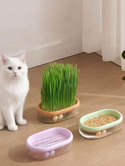 1 hộp trồng cỏ mèo thủy canh, hộp trồng cỏ mèo thủy canh không hạt, giúp tăng cường tiêu hóa và sức khỏe - Bao gồm hộp trồng trong nhà kính, quà tặng làm vườn, trang trí nhà cửa.