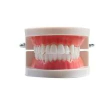 Modelo de resina, modelo estándar, modelo práctico de enseñanza preescolar de la cavidad oral - Multicolor - Ver 9