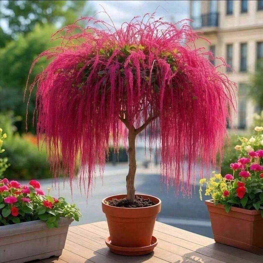 100 Tassel Saplings, Flower Plants, Green Plants Are Fragrant In All Seasons, Indoor And Outdoor Balconies And Courtyards Are Good For Mosquito RepellentHalloween - Christmas - Mother's Day - Valentine's Day - Jewelry Gifts - 100 - 查看 1