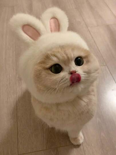 Cute Cat Accessories, Halloween And Christmas Pet Headwear, White Rabbit Pet Headband, Suitable For Cats And Dogs, Rabbit Hat, Adorable Halloween Rabbit Pet Photography Props. Easter Themed Cat Hat - Plush Surface Material Pet Hat And Wig