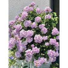 Plants S Mixed Geranium Plants  Plants Perennial Blooming Flower Garden Outdoor Flowers Plants Horticulture Nature - 100Pcs - 查看 2
