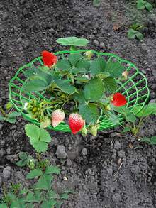 20pcs Strawberry Plant Support Racks, Adjustable Fruit Support Frames For Growing Strawberries, Reusable Plant Supports For Potted & Ground Plants, Anti-Rot Garden Trellis For Berries - 31*31CM - View 7