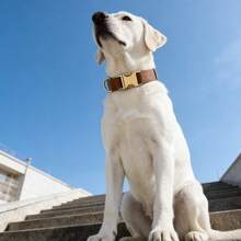 1 Stück Samt Hundehalsband mit Schnellverschluss, weiches, bequemes, verstellbares Haustier Halsband geeignet für kleine/mittlere/große Hunde, modernes minimalistisches Design, süßes Accessoire, intensive Farben, vintage einzigartig, Jahrestag, Geburtstag, Weihnachtsgeschenk - Braun - Übersicht 5