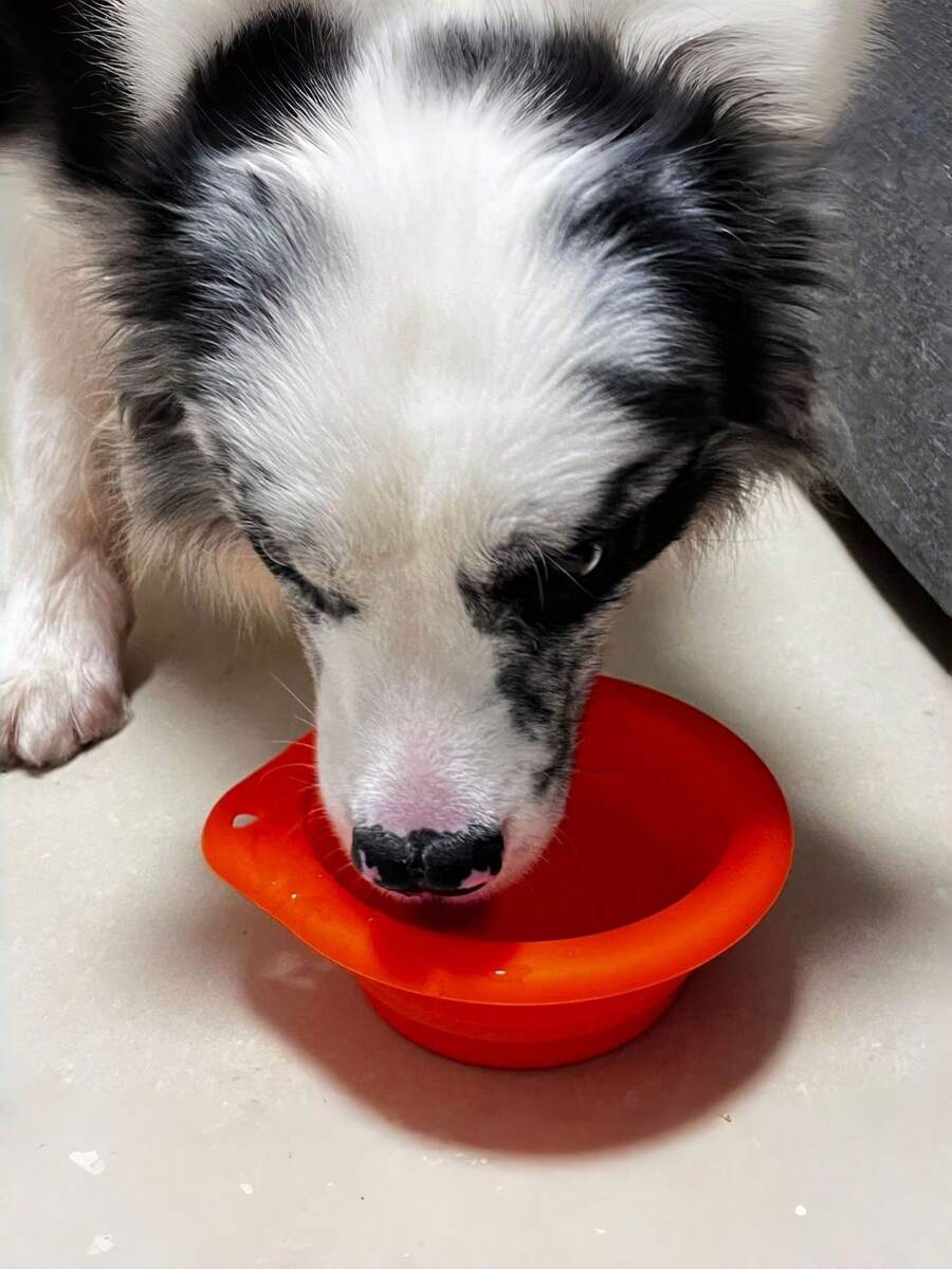 1pc Silicone Collapsible Round Pet Bowl, Portable Outdoor Pet Food & Water Bowl For Dogs And Cats