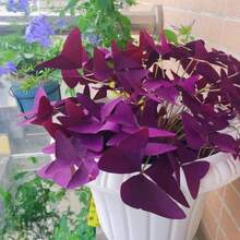 12PCS Purple Shamrocks Bulbs Good Luck Plant Purple Oxalis Bulbs Planting Grows Indoor Or Outdoor Oxalis Triangularis Bulbs Novice Gardener's Choice - Màu tím - Xem 3