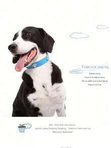 Vòng cổ cho chó và mèo nhỏ, vòng cổ cho thú cưng Teddy Dog. - Hồng - Xem 4