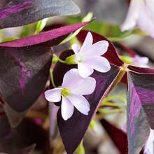 12PCS Purple Shamrocks Bulbs Good Luck Plant Purple Oxalis Bulbs Planting Grows Indoor Or Outdoor Oxalis Triangularis Bulbs Novice Gardener's Choice - Màu tím - Xem 6