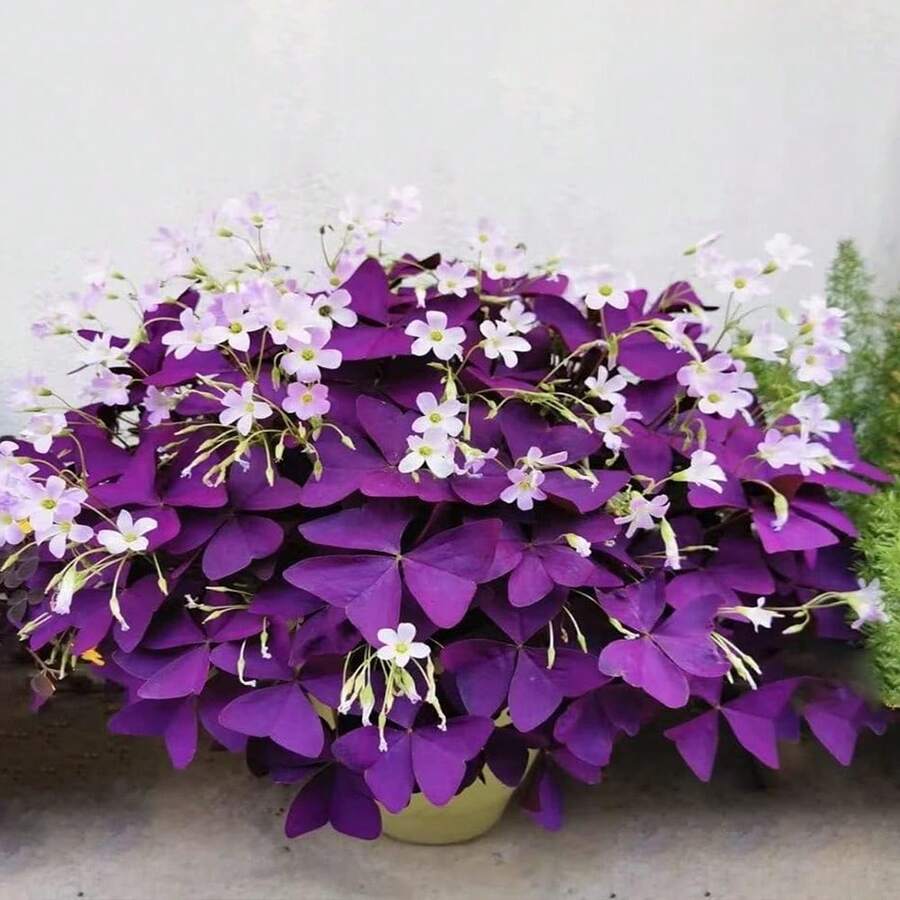 12PCS Purple Shamrocks Bulbs Good Luck Plant Purple Oxalis Bulbs Planting Grows Indoor Or Outdoor Oxalis Triangularis Bulbs Novice Gardener's Choice - Màu tím - Xem 1