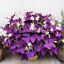 12PCS Purple Shamrocks Bulbs Good Luck Plant Purple Oxalis Bulbs Planting Grows Indoor Or Outdoor Oxalis Triangularis Bulbs Novice Gardener's Choice - Màu tím - Xem 2