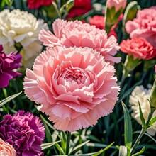 Seeds Of Perennial Mixed Carnations - Flowers Symbolizing Love And Elegance For Home Gardens And Floral Gifts - 911 - Xem 2