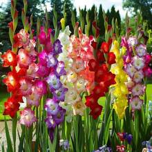 120 Mixed Gladiolus  - Summer Flowers, Easy To Plant High Cut Flowers, Suitable Gardens, Flower Beds And Bouquets, Balcony Gardening - 120 miếng - Xem 6