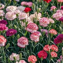 Seeds Of Perennial Mixed Carnations - Flowers Symbolizing Love And Elegance For Home Gardens And Floral Gifts - 911 - Xem 4