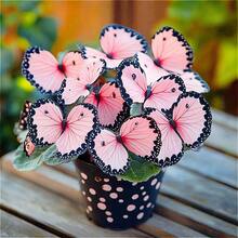 Moonlight Butterfly Begonia Flower Seeds Beautiful Spring Plant Pink 110 Seeds - Variant 1 - View 4
