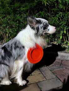 1pc Silicone Collapsible Round Pet Bowl, Portable Outdoor Pet Food & Water Bowl For Dogs And Cats - Orange - View 6