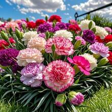 Seeds Of Perennial Mixed Carnations - Flowers Symbolizing Love And Elegance For Home Gardens And Floral Gifts - 911 - Xem 5