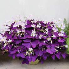 12PCS Purple Shamrocks Bulbs Good Luck Plant Purple Oxalis Bulbs Planting Grows Indoor Or Outdoor Oxalis Triangularis Bulbs Novice Gardener's Choice - Màu tím - Xem 10