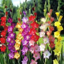 120 Mixed Gladiolus  - Summer Flowers, Easy To Plant High Cut Flowers, Suitable Gardens, Flower Beds And Bouquets, Balcony Gardening - 120 miếng - Xem 3