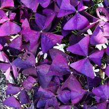 12PCS Purple Shamrocks Bulbs Good Luck Plant Purple Oxalis Bulbs Planting Grows Indoor Or Outdoor Oxalis Triangularis Bulbs Novice Gardener's Choice - Màu tím - Xem 8