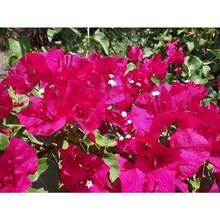290 Bougainvillea Potted Plants - 290 - View 3