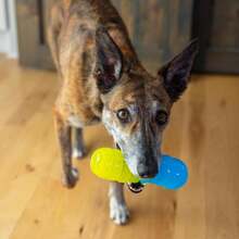 Outward Hound Gummiez Worm Dog Toy &Amp; Treat Stuffer, 6u2033 X 2u2033 Cherry-Scent Interactive Chew For Dogs, Helps Clean Teeth, Promote Healthy Gums &Amp; Mental Enrichment, Reduce Boredom &Amp; Support Dental Health - ColorD - 查看 7