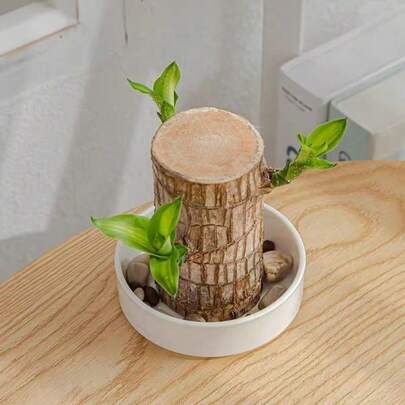 Brazilian Lucky Wood Hydroponic Plant With Bud & Groot Figurine - Easy Care Indoor Desktop Bonsai, Lucky Feng Shui Decor For Home & Office