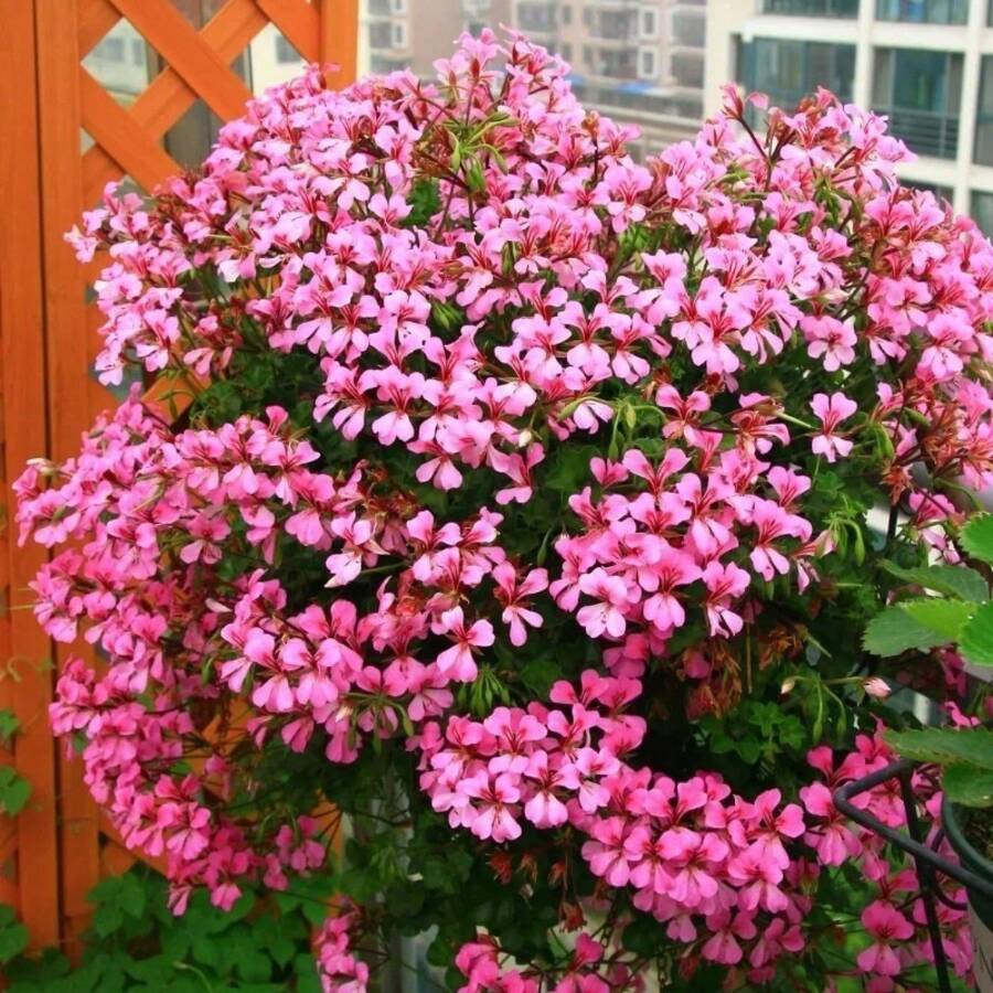 Plants S Mixed Geranium Plants  Plants Perennial Blooming Flower Garden Outdoor Flowers Plants Horticulture Nature - 100Pcs - 查看 1