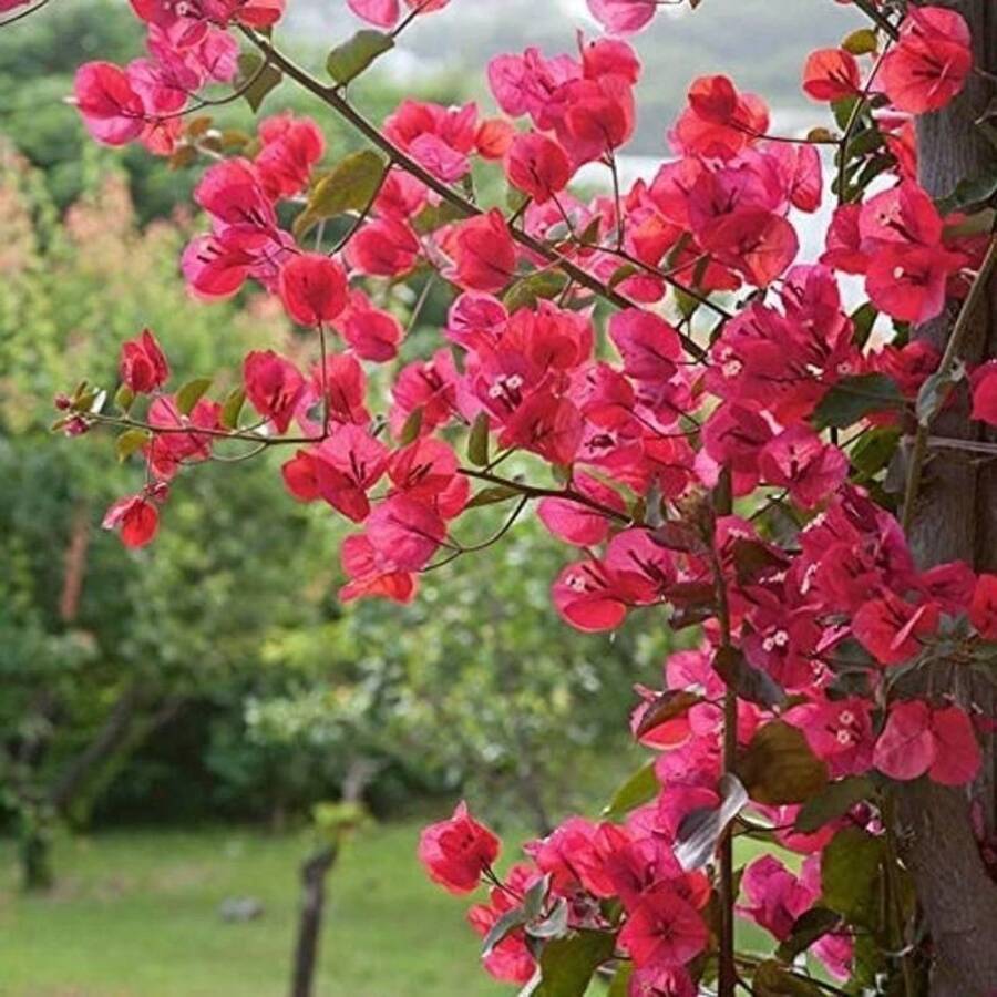 290 Bougainvillea Potted Plants - 290 - View 1
