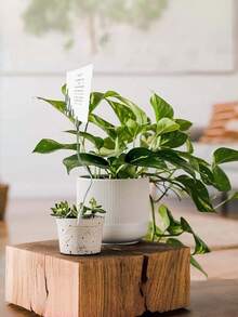 360° Flexible Dual-Head Alligator Clips | Summer Essential Mosquito Coil Holder, Price Tag Clip, Note & Photo Stand | Multipurpose Metal Clips, Suitable For Home And Retail Display (7.1/11 Inches) - View 9