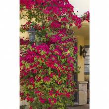 290 Bougainvillea Potted Plants - 290 - View 2