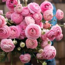 Pink Ranunculus Bulbs Are Easy To Grow And Care For. Double-Flowered Peony, Four-Season Potted Plant. Peony Bulbs, 106 Seeds. - 106 chiếc - Xem 2