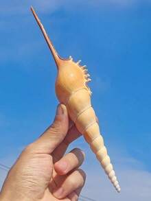 海螺長鼻蝸牛收藏標本 地中海風居家裝飾 攝影創意禮物 居家裝飾 水族箱裝飾 桌面擺飾 - 1PC - 查看 4