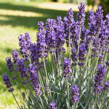 302 Lavender  - A Fragrant And Easy To Grow Perennial Herbaceous Plant Suitable Home Gardens, Potted Plants, Flower Beds, And Creating Pleasant Aromatic Spaces - 302 - 查看 1