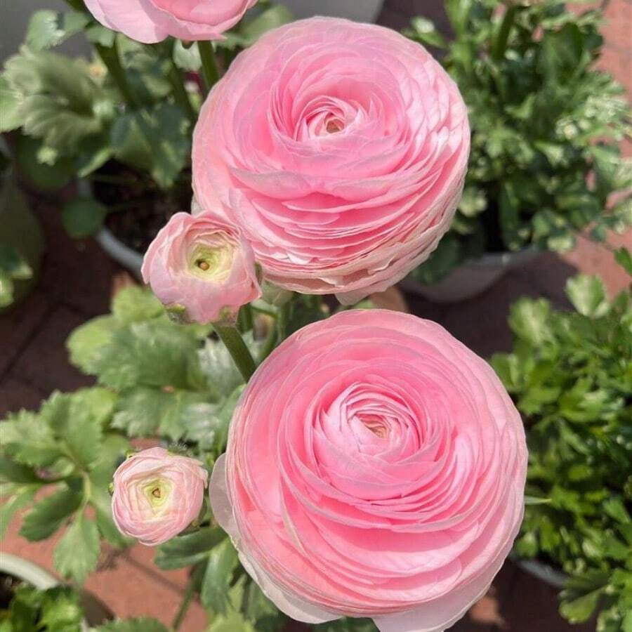 Pink Ranunculus Bulbs Are Easy To Grow And Care For. Double-Flowered Peony, Four-Season Potted Plant. Peony Bulbs, 106 Seeds. - 106 chiếc - Xem 1