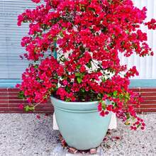 174 Pink Babylon Wisteria - South American Jasmine, A Spectacular Landscape Privacy Screen Plant, Fast-Growing And Easy To Maintain - 174 - View 4