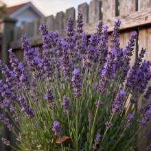 302 Lavender  - A Fragrant And Easy To Grow Perennial Herbaceous Plant Suitable Home Gardens, Potted Plants, Flower Beds, And Creating Pleasant Aromatic Spaces - 302 - 查看 3
