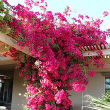 174 Pink Babylon Wisteria - South American Jasmine, A Spectacular Landscape Privacy Screen Plant, Fast-Growing And Easy To Maintain - 174 - View 1