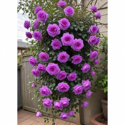 Kletternde rosa Rosensamen, mehrjährige Außenblume, mehrjähriger Bodendecker, kriechender Rasen, Outdoor-Zimmerpflanzen, Heilpflanze, Gemüse, Obst, Gartenbau, lokale Lieferung