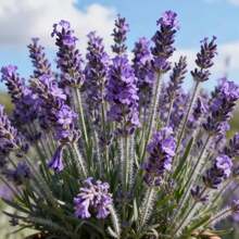 302 Lavender  - A Fragrant And Easy To Grow Perennial Herbaceous Plant Suitable Home Gardens, Potted Plants, Flower Beds, And Creating Pleasant Aromatic Spaces - 302 - 查看 2