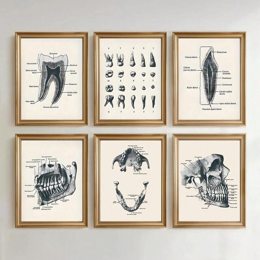 6PCS Retro Dental Anatomy Canvas Poster Wall Art Set, Retro Dental Anatomy Posters, Aesthetic Home Decor, Optional Frame. Wall Decoration, Educational Dental Art Room Decoration Materials, Perfect Bathroom/Living Room/Bedroom/Office/University Dormitory Decoration, Fashionable Dental Office Wall Art, High-End Canvas Prints For Dental Professionals, Ideal Gifts For Dentists - 6PCS - View 1