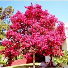 Crape Myrtle Tree Seeds (Lagerstroemia Indica), Fast Growing Deciduous Tree With Flowers - 每包10粒種子 - 查看 2