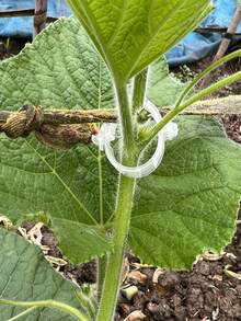 50个植物固定夹、紧固扣、藤蔓植物固定带 - A - 查看 6