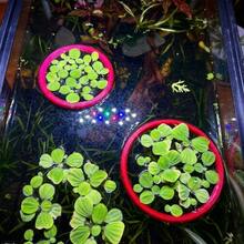 3个装水族箱漂浮植物环、鱼类喂食环和浮萍隔离网，适用于斗鱼、小型鱼类和水族箱造景 - A - 查看 8