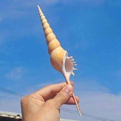 Mẫu vỏ ốc mũi dài kiểu Địa Trung Hải, đồ trang trí nhà cửa sưu tầm, đạo cụ chụp ảnh, quà tặng sáng tạo, trang trí bể cá, trang trí bàn làm việc, đồ trang trí theo phong cách Địa Trung Hải.