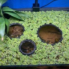 3个装水族箱漂浮植物环、鱼类喂食环和浮萍隔离网，适用于斗鱼、小型鱼类和水族箱造景 - A - 查看 5