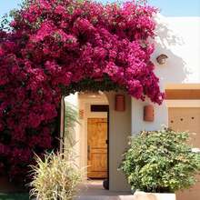 174 Pink Babylon Wisteria - South American Jasmine, A Spectacular Landscape Privacy Screen Plant, Fast-Growing And Easy To Maintain - 174 - View 2