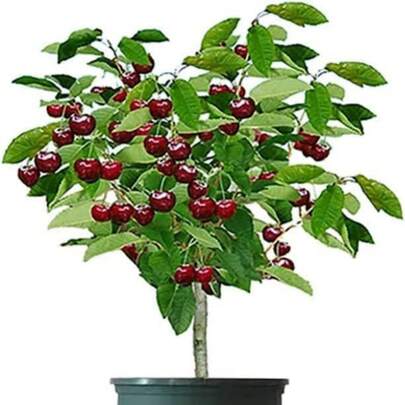 Cerisier noir pour la culture du bonsaï - Prunus serotina, graines de cerisier pour la plantation à la maison et au jardin
