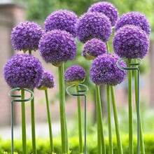 20Pcs Metal Plant Bow Stand Stake Strong Round Garden Flower Support Y Shape UK - View 9